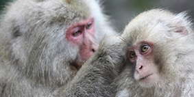 two monkeys